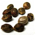 Семена марихуаны АК-47  (Seeds AK-47) в Туапсе